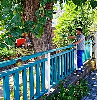 Fethiye'de trafik güvenliği için ağaçlar budanıyor