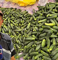 Fethiye'de turşuluk sezonu başladı: Bağlıağaç'ın tarla ürünleri Cuma Pazarı'nda