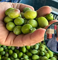 Fethiye'de zeytin sezonu başladı, alım noktalarında hareketlilik arttı