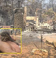 Fethiye'deki Yangında Kayaların Arasında Mahsur Kalan Yavru Kedi Kurtarıldı