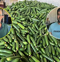 Fethiye Karaçulha Hali'nde salatalık sezonu zor başladı: Üretici de komisyoncu da kazanamıyor