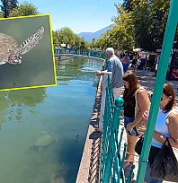 Fethiye Körfezi'ne bağlanan kanaldaki 'Caretta Carettalar' ilgi odağı oldu