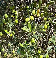 Fethiye'nin bereket ağacı: Zeytin