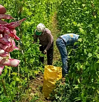 Fethiye'nin meşhur 'İnlice Barbunyasında' hasat mesaisi başladı