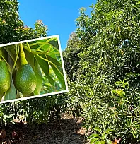 Fethiye'nin yeni tarım yıldızı: Avokado üreticisine dört mevsim umut oluyor