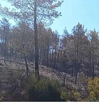 Fethiye Yeşilüzümlü'de çıkan orman yangını kontrol altına alındı