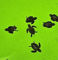 İztuzu Kumsalı'nda caretta carettaların yuvalama dönemi tamamlandı