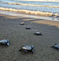 İztuzu'nda yaklaşık 30 bin caretta caretta yavrusu denize ulaştı