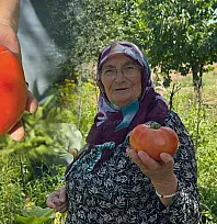 Kimyasal Kullanmadan Yetiştirdiler: İri Domatesler Görenleri Şaşırtıyor