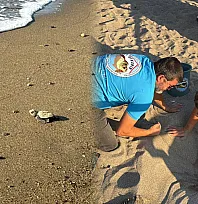 Kumsalda başlayan umut yolculuğu denizde tamamlandı: '62 caretta caretta yavrusu mavi sulara ulaştı'