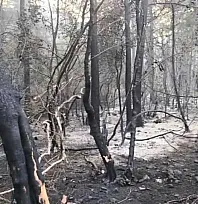 Marmaris'teki yangının enerjisi düşürüldü, ekiplerin mücadelesi sürüyor