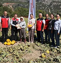 Menteşe'de yayla kavunu ve ata sebzelerinin hasadı yapıldı
