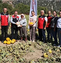 Menteşe Karabağlar yaylasında asırlık lezzetin hasat zamanı