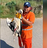 Milas Belediyesi Personeli Yaralı Leyleği Kurtardı