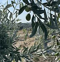 Milas'ta bilimsel yöntemlerle taşınan zeytin ağaçları, bir yıl dolmadan yeniden meyve vermeye başladı