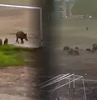 Milas'ta yaban domuzları futbol sahasını mesken tuttu