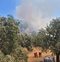 Milas'ta ziraat alanı yangını büyümeden söndürüldü