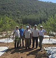 Muğla'da 11 Yıllık Emeğin Karşılığı: Sakız Bahçelerinde İlk Hasat