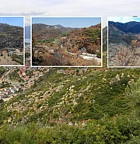 Muğla'da 2021 Yangınlarında Zarar Gören Ormanlar Yeniden Yeşerdi