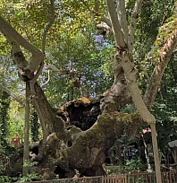 Muğla'da 854 Yıllık Anıt Çınar Tarihe Tanıklık Ediyor