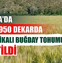 Muğla'da 9 bin 950 dekarda sertifikalı buğday tohumu üretildi