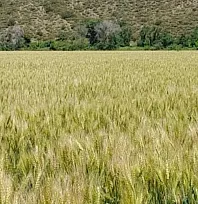 Muğla'da 9 bin 950 dekarda sertifikalı buğday tohumu üretildi
