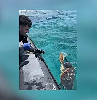 Muğla'da ağa takılan deniz kaplumbağasını dernek görevlileri kurtardı