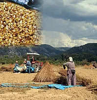 Muğla'da Altın Sarı Susam Hasadı Başladı: En Büyük Talep Japonya'dan