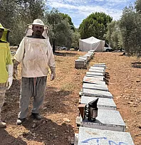 Muğla'da arıcılar çam balı rekoltesinden memnun