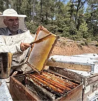 Muğla'da arıcılar çam balı rekoltesinden memnun