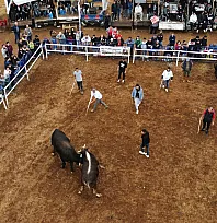 Muğla'da boğa güreşleri festivali yapıldı