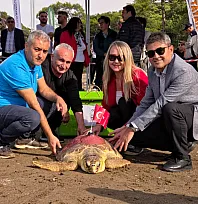 Muğla'da Cumhuriyet'in 103. yılında 12 deniz kaplumbağası denizle buluştu