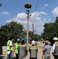 Muğla'da göçmen kuşlar için elektrik hatlarındaki riskler azaltılacak