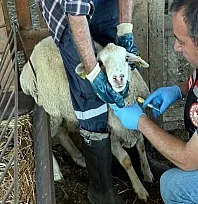 Muğla'da hayvan sağlığı ile mücadele çalışmaları devam ediyor