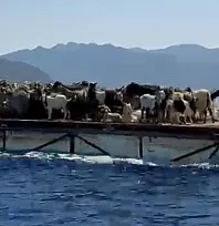 Muğla'da Keçilerin Mavi Yolculuğu: Asırlık Yörük Geleneği Yaşatılıyor
