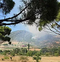 Muğla'da orman yangını