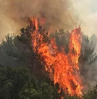 Muğla'da orman yangını
