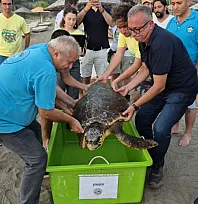 Muğla'da tedavi edilen deniz kaplumbağası 'Şimşek' denize bırakıldı