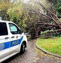 Muğla'da yağış nedeniyle çam ağacı otomobilin üzerine devrildi