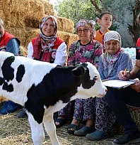 Muğla'da yeni doğan buzağı seferberliği