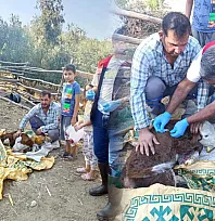 Muğla'da yeni doğan buzağılar için seferberlik
