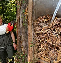 Muğla'daki Sığla ormanlarından 1 ton Sığla yağı üretimi bekleniyor
