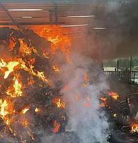 Muğla Ula'da ahır yangınında 4 hayvan telef oldu