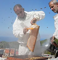 Muğla ve Ege Ormanlarında Çam Balı Sağımı Heyecanı