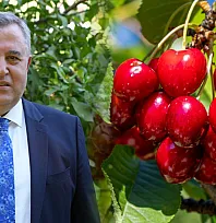 Nif Kirazı'na Coğrafi İşaret Müjdesi