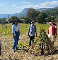 Organik susam üretiminde Muğla'da saha denetimi başladı