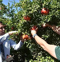 Ortaca'da Nar hasadı