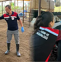 Ortaca'da Şap ve Brucella aşılama çalışması devam ediyor