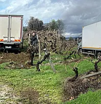 Sabıkalı yolda kamyon üzüm bağına girdi