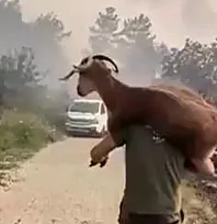 Seydikemer'de yangından kurtardığı keçiyi sırtında taşıdı